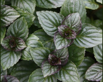 After Eight Chocolate Mint Cutting - "After Eight" Chocolate Mint - Water Propagation - Free Shipping! - SHIPS IN SPRING!