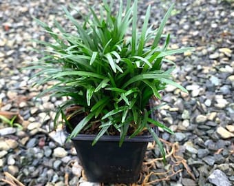 Live Mondo Grass - Rooted Plant - 3" Pot - Free Shipping - SHIPS IN SPRING!