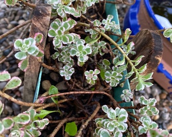 Creeping Stonecrop - 3" Clipping - Free Shipping!