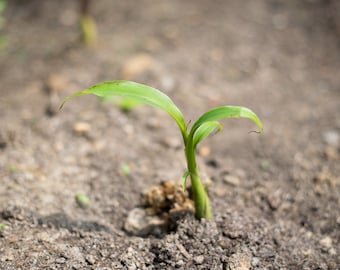 Live Dwarf Banana Cavendish Tree Pups - Banana Tree Seedlings - 4-12" Pup/Seedling - Free Shipping! [SHIPS IN SPRING]