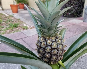 Pineapple Plant - Live White Jade Pineapple Plant - Fruit Trees Live Plants  - Pineapple Plant Live - Pineapple Planter - Ananas Comosus - Etsy