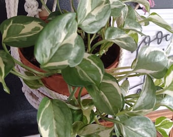 Pearls and Jade Pothos - 4" Cutting for Water Propagation - Free Shipping! - SHIPS IN SPRING!