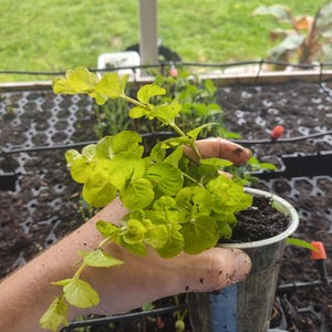 Planta de inicio enraizada Golden Creeping Jenny - Lysimachia nummularia - Creeping Jenny viva - ¡Envío gratis!