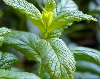 Moroccan Mint Cutting - Moroccan Mint - Water Propagation - Free Shipping! - SHIPS IN SPRING!