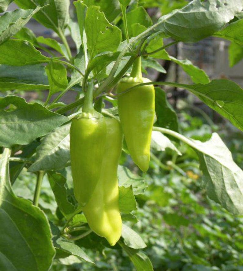 Live Pepperoncini Plant Seedling Live Plants Starter Plant Free Shipping SHIPS IN SPRING image 1