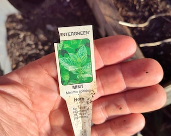 Wintergreen Mint Cutting - Wintergreen Mint - Water Propagation - Free Shipping!