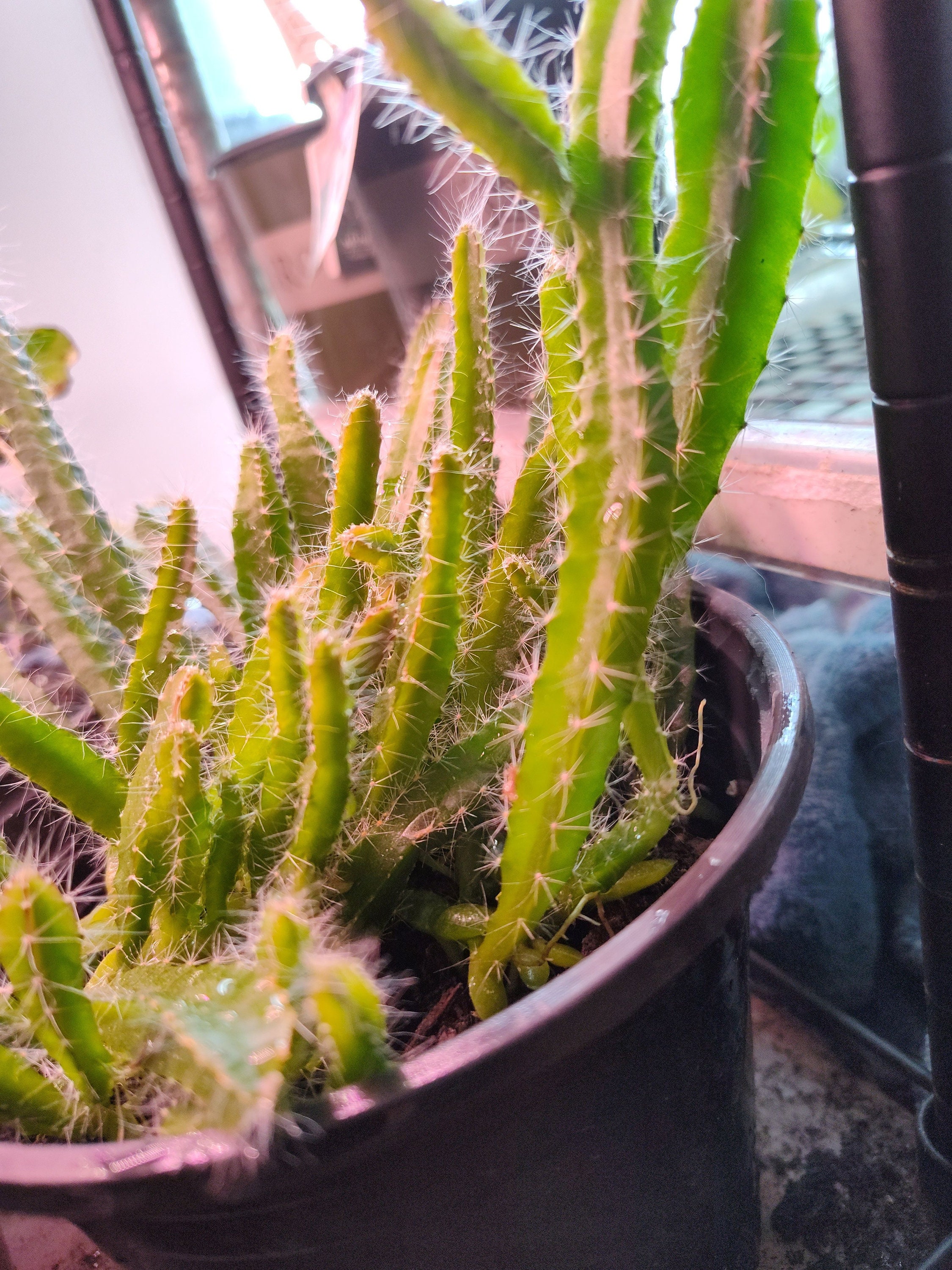 Live Dragon Fruit Plant Starter One Rooted Plant Free Etsy