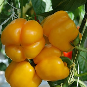 Orange Bell Pepper Seeds - 25 Seeds - Orange Bell Pepper - Free Shipping!
