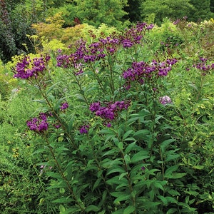 25+ Giant Ironweed Seeds - V. gigantea - Free Shipping!