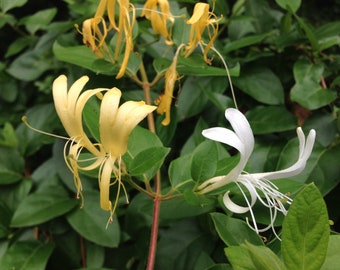 Japanese Honeysuckle - Cutting For Propagation - One Cutting - Free Shipping!