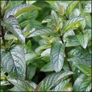 Jessica Sweet Pear Mint Cutting - Jessica Sweet Pear Mint - Water Propagation - Free Shipping! - SHIPS IN SPRING!