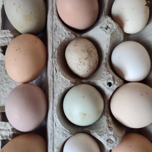 Organic Fresh Farm Eggs - One Dozen Unwashed Eggs - Barnyard Hen Mix - Free Shipping! [Ships in Spring]