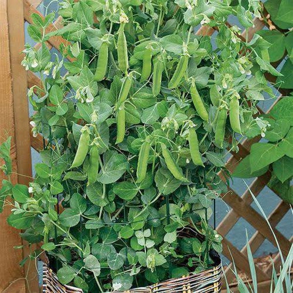 Live Little Marvel Pea Plant - Two Live Pea Plants - Free Shipping! SHIPS IN SPRING!