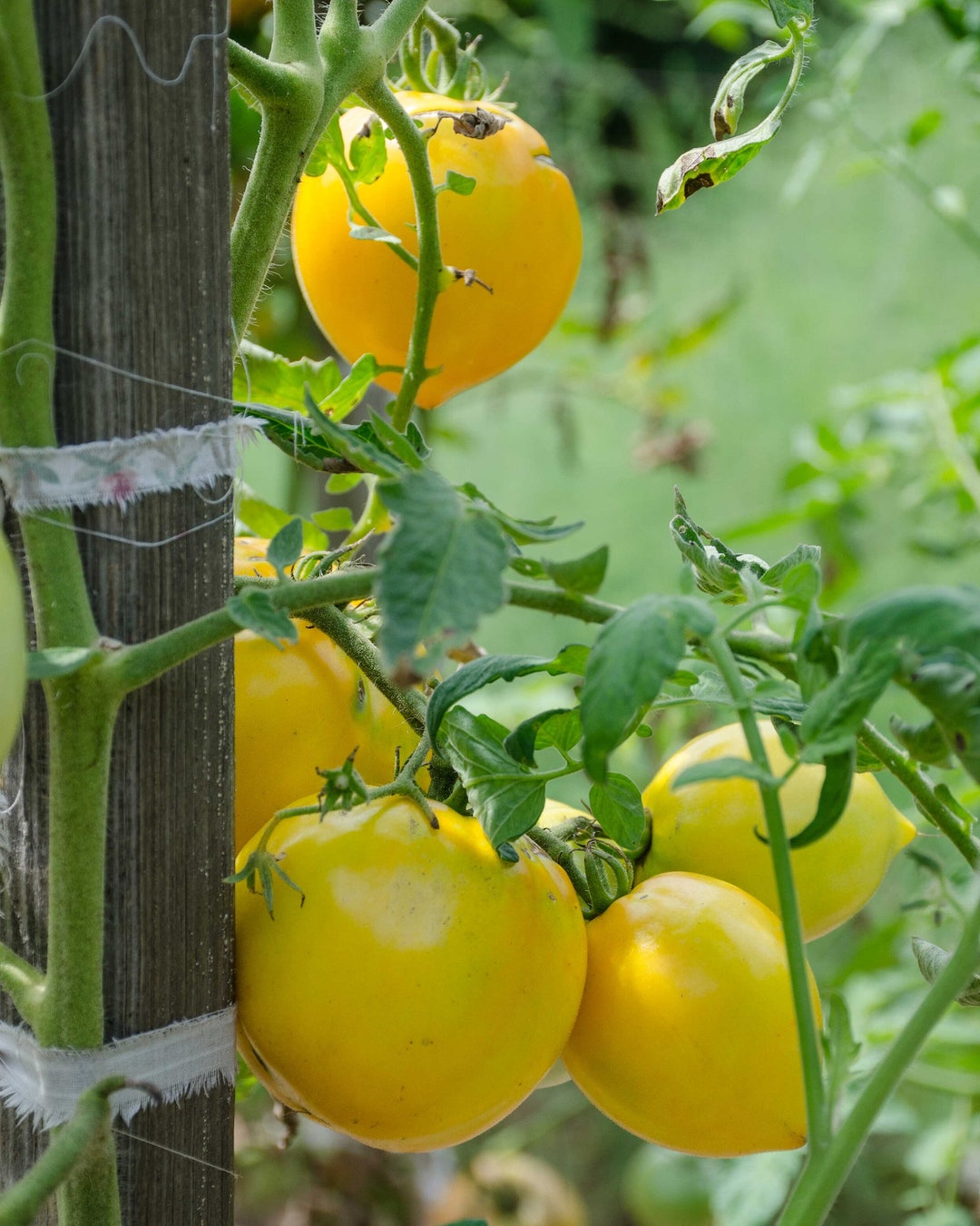 Live Lemon Boy Tomato Plant Rooted Plant Live Plant Tomato Seedling