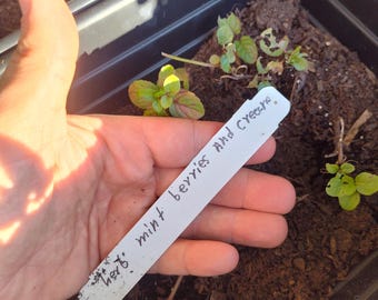 Berries And Cream Mint Cutting - Mentha ssp. Berries and Cream - Water Propagation - Free Shipping!