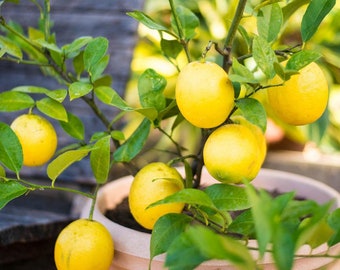 Graines de citronnier nain - Citronnier nain - Faites pousser votre propre citronnier - 10 graines ! Livraison gratuite !