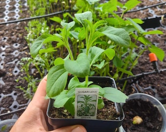 Kit de inicio para planta de stevia - "Sugar Love Stevia" - Una planta de stevia - ¡Envío gratis!