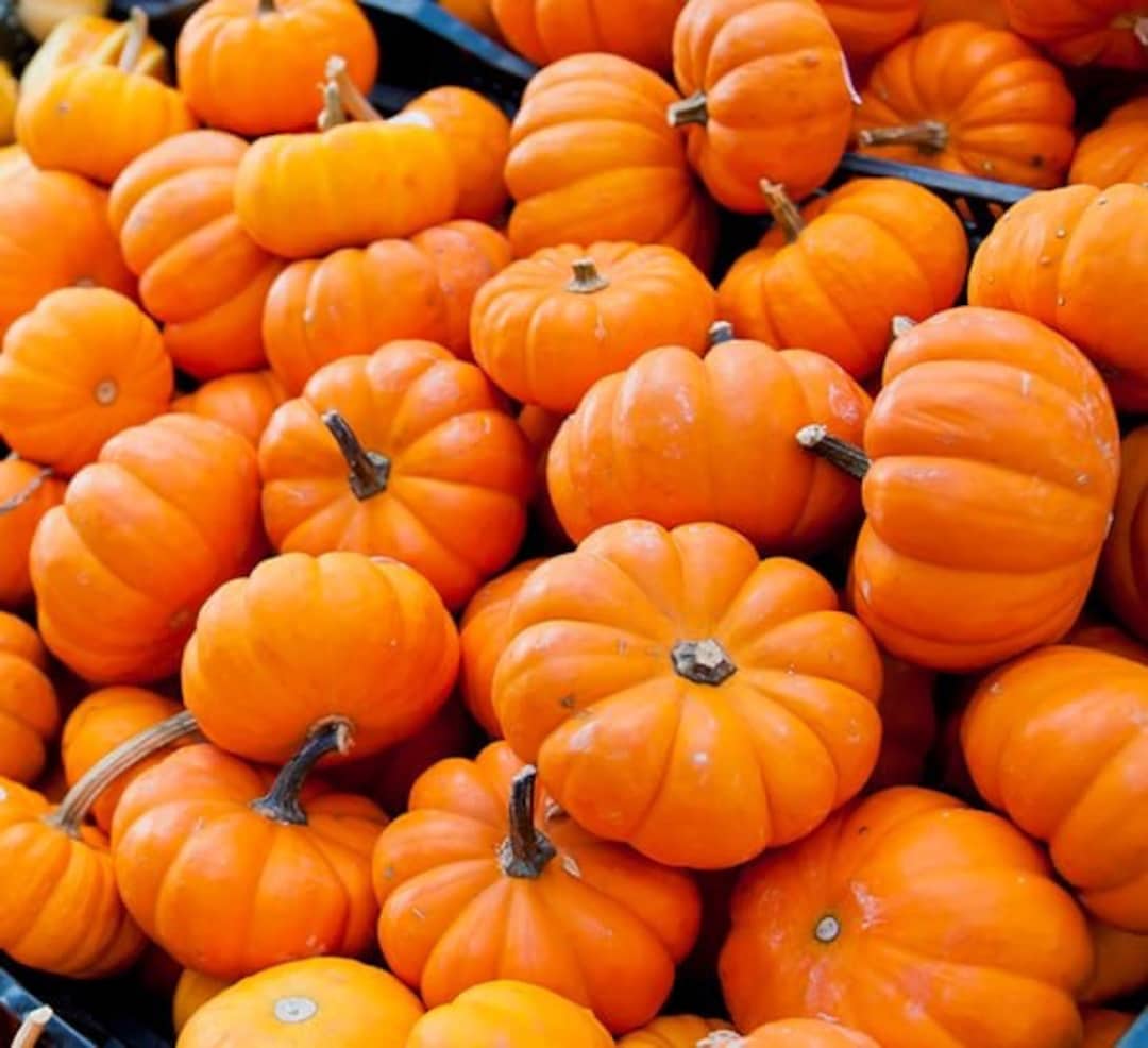 Mini Pumpkin Seeds Mini Pumpkin 10 Seeds Free Shipping Etsy