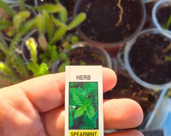 Live Spearmint Plant - 3" Pot - Rooted Mint - Free Shipping! [Ships in Spring]