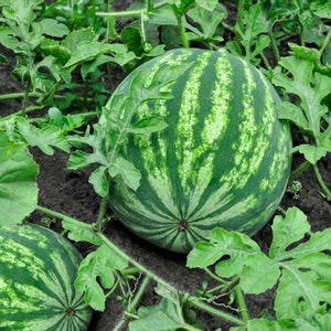 Live Watermelon Plant Seedling - Two Live Plants - Free Shipping! SHIPS IN SPRING!
