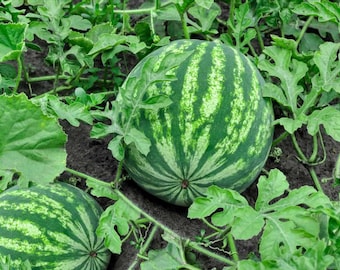 Lebender Wassermelonenpflanzensämling - Zwei lebende Pflanzen - Kostenloser Versand! VERSAND IM FRÜHJAHR!