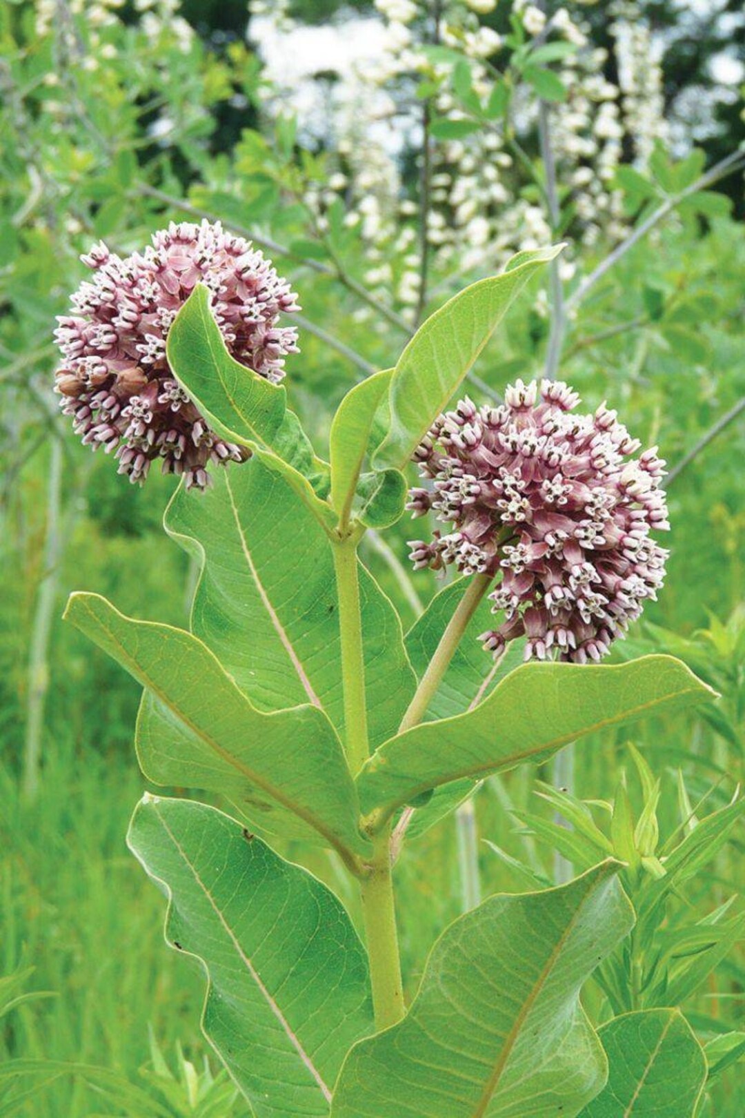 Live Milkweed Plant Seedlings - Asclepias Syriaca - 2 Plants - Butterfly Weed - Free Shipping! - Etsy
