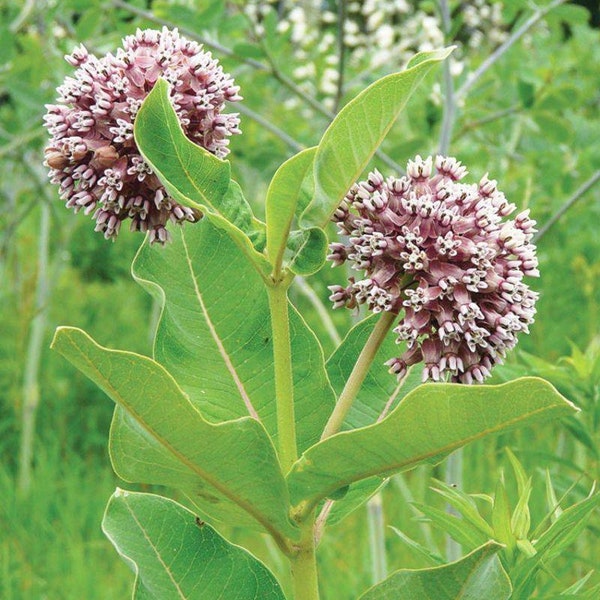 Plante d'asclépiade vivante - Asclepias Syriaca - 3 plantes - mauvaise herbe papillon - livraison gratuite ! EXPÉDITION AU PRINTEMPS !