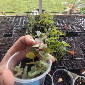 May include: A close-up of a small green succulent plant with red stems in a clear plastic cup. The plant is being held by a hand. The plant is surrounded by other plants in small pots.