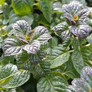 Blackcurrant Mint Cutting - Blackcurrant Mint - Mentha Blackcurrant - Water Propagation - Free Shipping! - SHIPS IN SPRING!