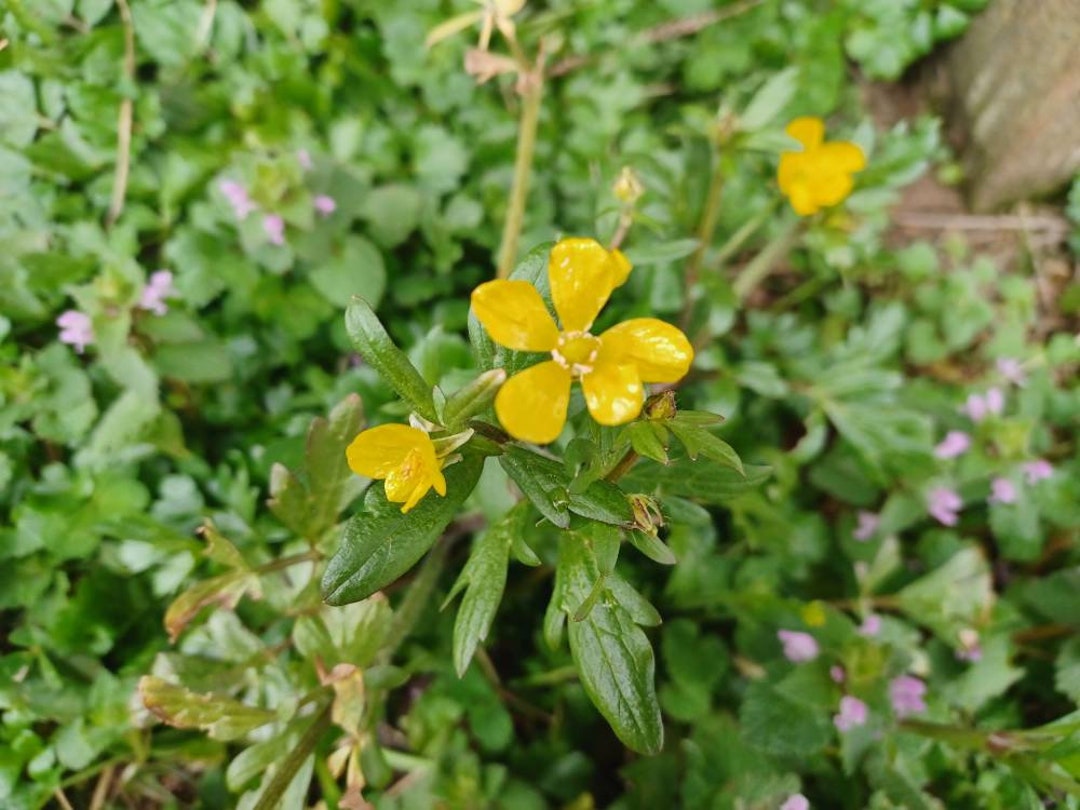Live Creeping Buttercup Live Rooted Plant Organic Etsy