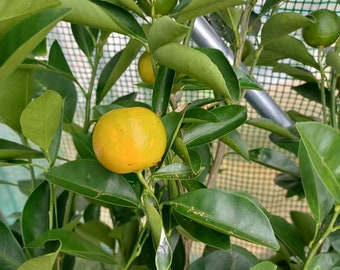 Dwarf Calamondin Citrus Tree Seeds - 10 Seeds - Grow Your Own Oranges! - Free Shipping!