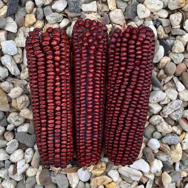Dark Ruby Red Ornamental Glass Gem Corn Seeds - Decorative or for popcorn! 15 Seeds Per Order - Free Shipping!