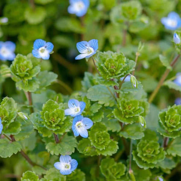 Live Creeping Blue Speedwell - Perennial - Ground Cover - Free Shipping! SHIPS IN SPRING!