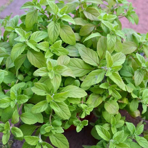 Live Rooted Banana Mint Plant - Banana Mint Herb Rooted -Live Plant - Free Shipping! - SHIPS IN SPRING!