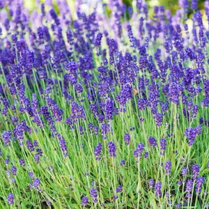 Puede incluir: Un campo de vibrantes flores de lavanda moradas en plena floración. La imagen muestra numerosos tallos de lavanda con tallos y hojas verdes, creando una exhibición densa y texturizada. Las flores son de un tono púrpura intenso, con algunas abejas visibles.