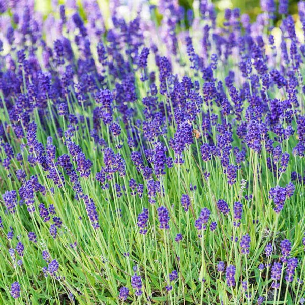 Live Lavender Plant - Rooted - 3" Pot - Live Plant - Free Shipping! SHIPS IN SPRING!