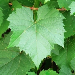 May include: A close-up of a large, heart-shaped green leaf with prominent veins. The leaf is part of a vine and has a slightly serrated edge.