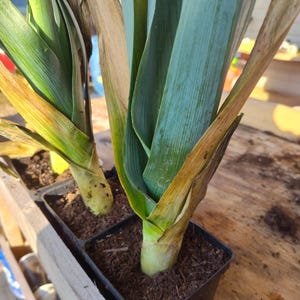 Puede incluir: Tres puerros en maceta con hojas verdes y amarillas que crecen en macetas de plástico negro. Los puerros están plantados en tierra marrón y están sobre una superficie de madera.