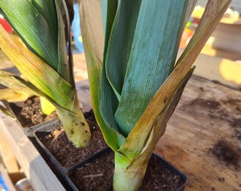 Live preiplant - 3" pot - prei met wortel - gratis verzending!