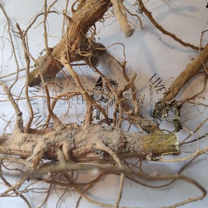 Fresh American Pokeweed Plant Root - 1 Pokeweed Root - Phytolacca ...