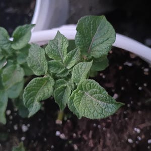 May include: A close-up shot of a young potato plant with vibrant green leaves. The plant is in a white pot filled with dark soil. The leaves have a textured surface and visible veins, indicating healthy growth. The image captures the early stages of a home garden.