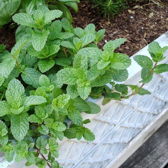 Sweet mint
