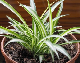 Spider Plant Starter - Chlorophytum comosum - Live Plant! - Free Shipping!