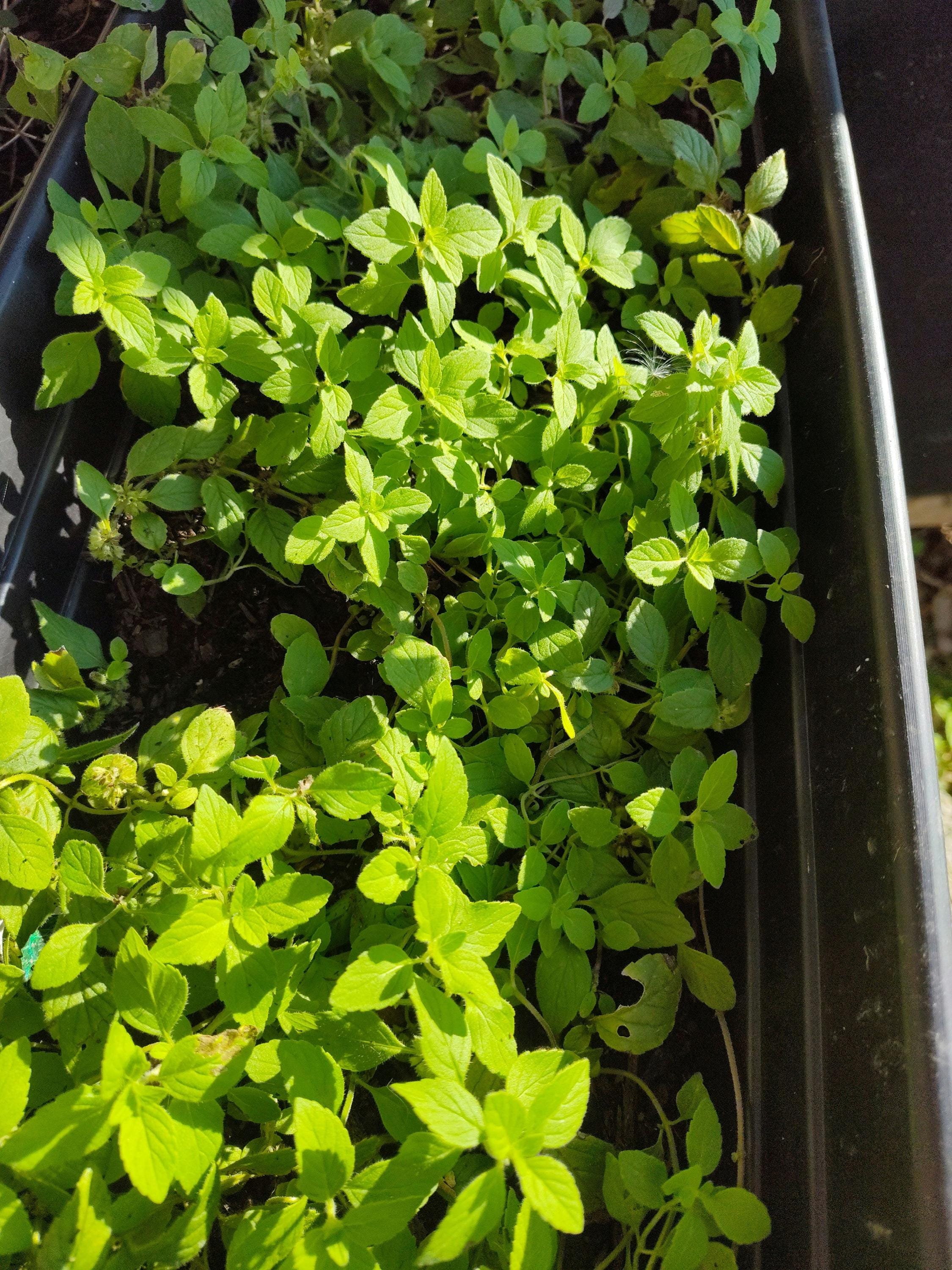 Live Rooted Banana Mint Plant - Banana Mint Herb Rooted -live