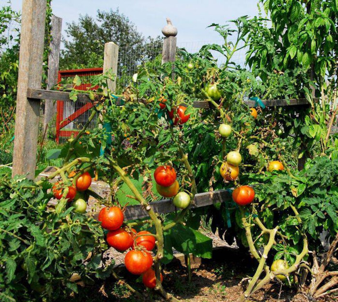 Live Tomato Plant Two Rooted Plants Live Plant Tomato Seedling Free Shipping Etsy