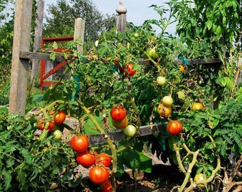 Live Tomato Plant - Two Rooted Plants - Live Plant - Tomato Seedling - Free Shipping!