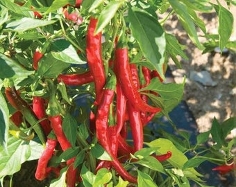 Live Cayenne Pepper Plant Seedling - Live Plant -  Free Shipping! - SHIPS IN SPRING!