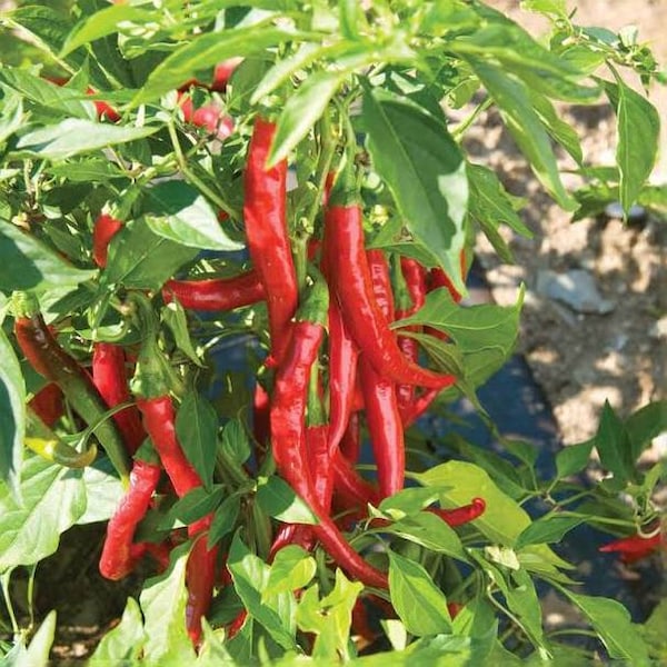 Live Cayenne Pepper Plant Seedling - Live Plant -  Free Shipping! - SHIPS IN SPRING!