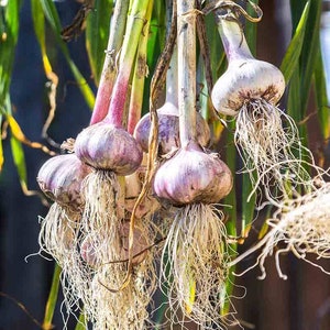 Live Garlic Plant - Rooted Garlic - Free Shipping!