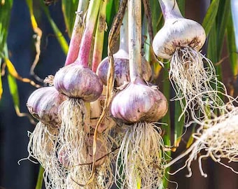 Live Garlic Plant - Rooted Garlic - Free Shipping!